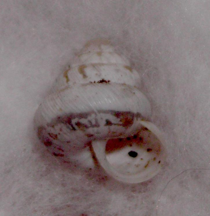 Trochoidea?